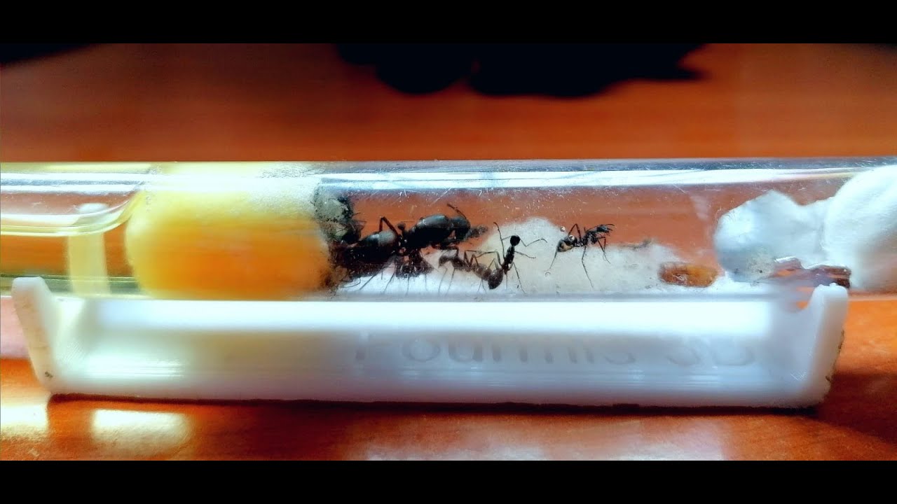 camponotus CRUENTATUS 🐜(cuidados, hibernación, detalles generales)