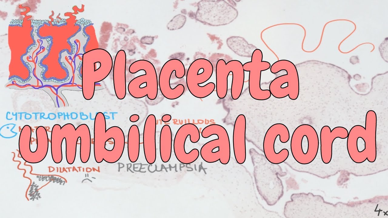 Placenta, umbilical cord (chorion, decidua basalis) - reproductive system histology