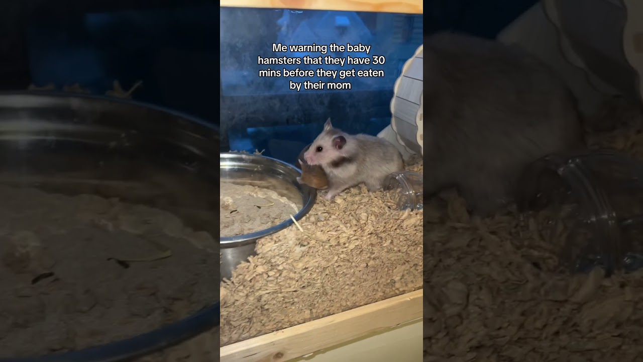 Mother hamster tries to eat her babies💀 #hamster #babies #syrianhamster #hamsterbabies