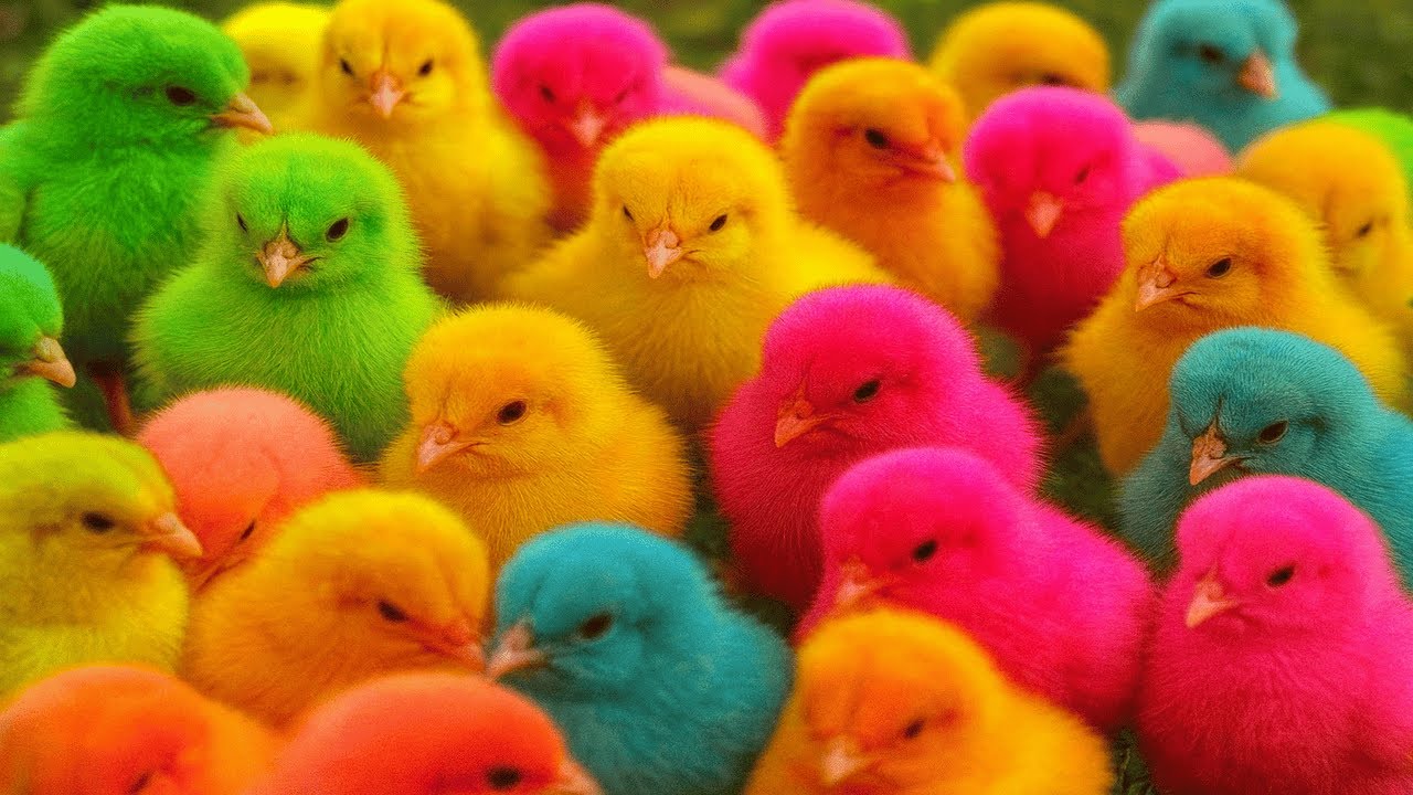 World Cute Chickens, Colorful Chickens, Rainbows Chickens, Cute Ducks, Cat, Rabbits,Cute Animals🐤🐣🦆🐟