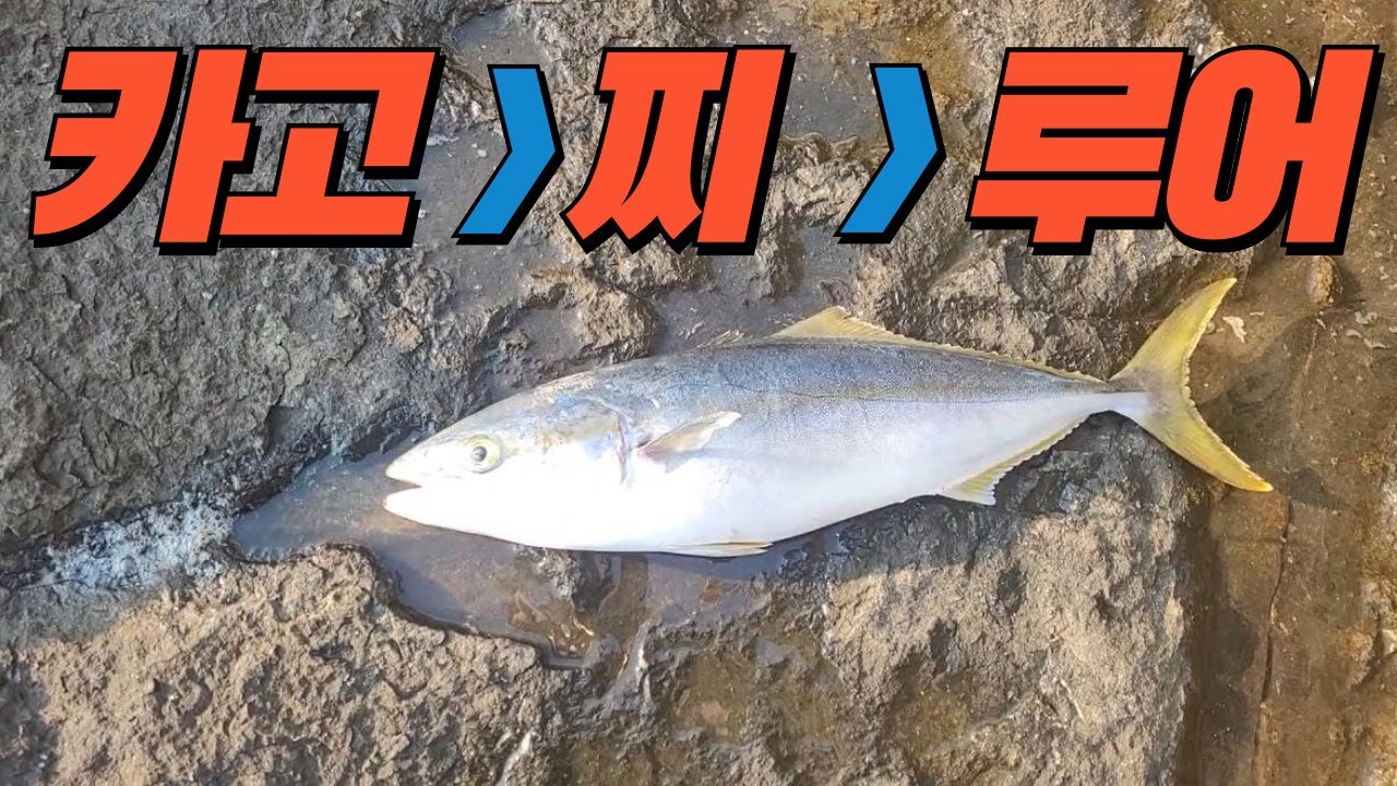 조과는 카고  찌  루어 순   등대섬  오륙도방파제 방어 전갱이 루어 쇼어지깅 아징