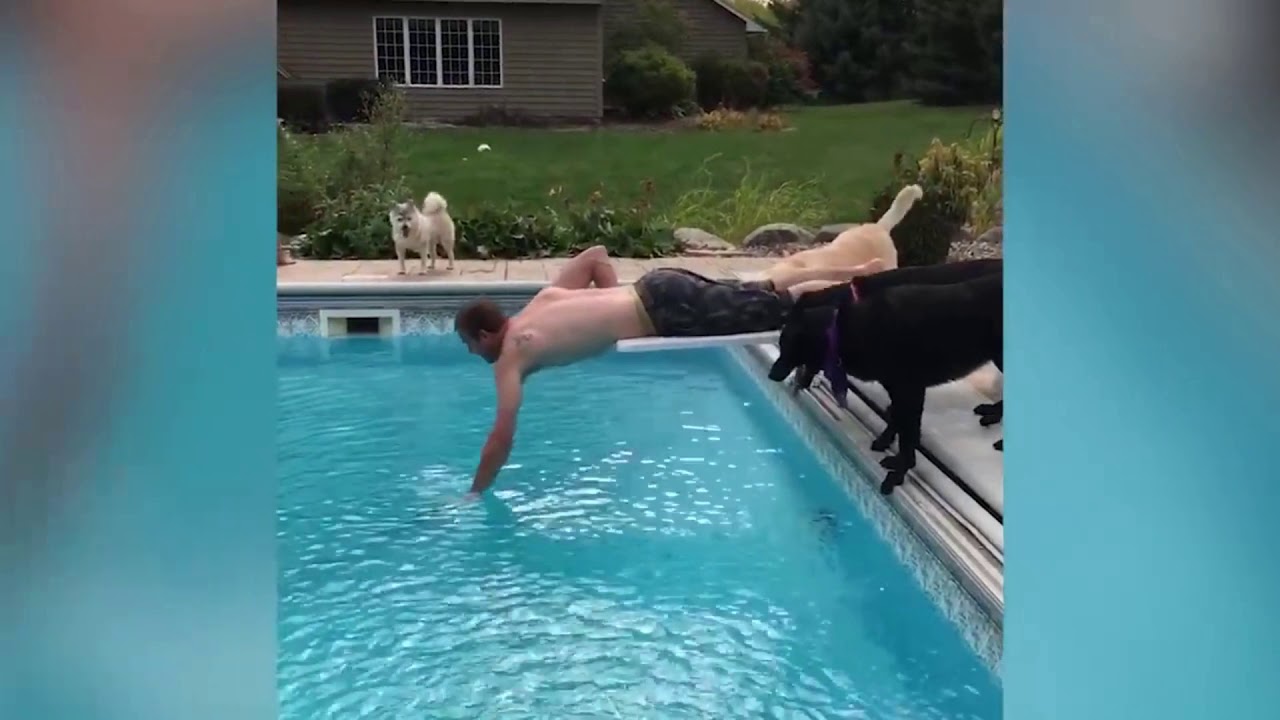 Ultimate Funny Dogs In 5 Minute - Try Not To Laugh