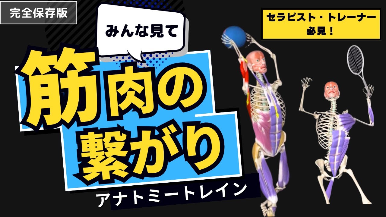 【完全版】日本で一番わかりやすい筋肉のつながり動画
