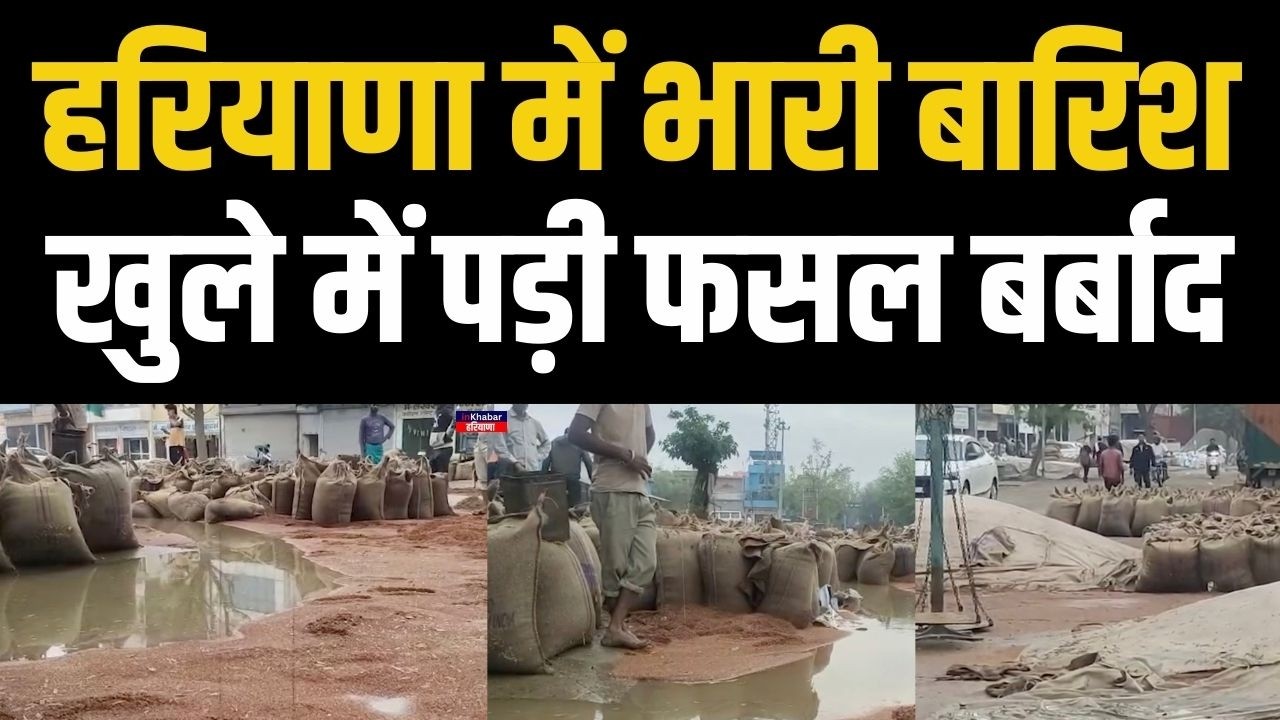 हरियाणा में अचानक भारी बारिश से मंडी में खुले में पड़ी फसल में नुकसान | Haryana | Rewari | Palwal