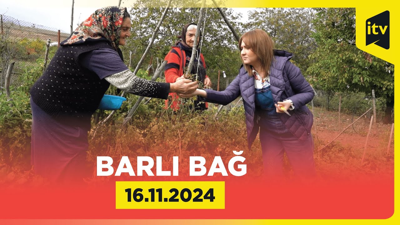 Barlı bağ | Şamaxı | 16.11.2024