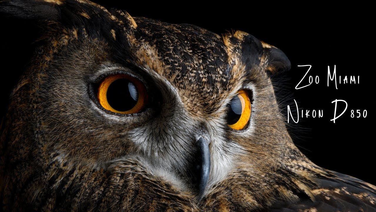 The Nikon D850 at Zoo Miami | Behind the Scenes