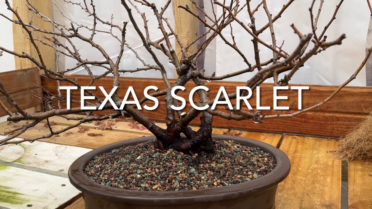 Texas Scarlet Quince