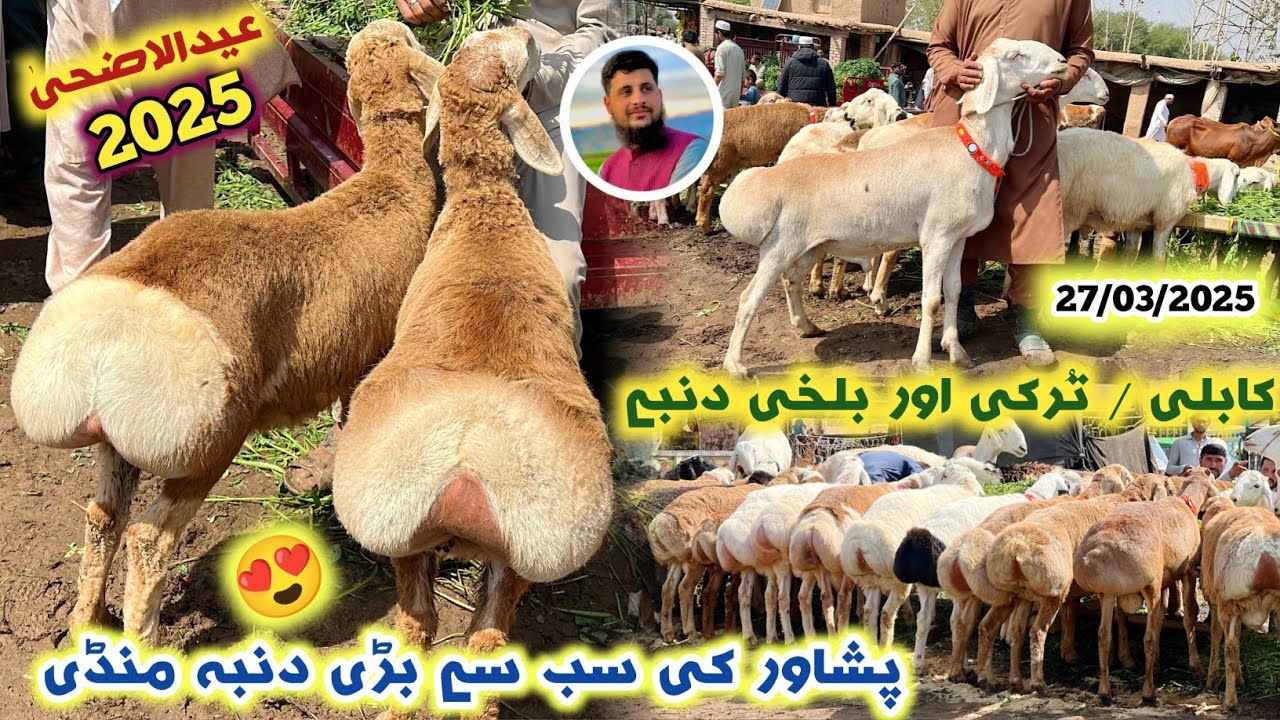 Dumba Mandi Peshawar New Updates 27/03/2025 | Kabuli & Turkey & Balkhi Sheep Price | Izhar Ali Shah