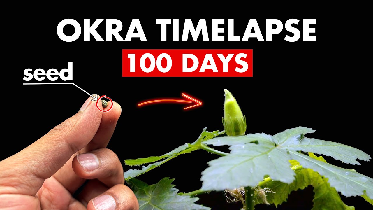 Growing OKRA From Seed - 100 Days Time Lapse