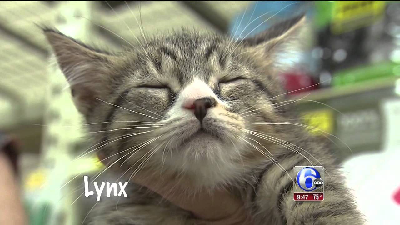 Save The Cats 6ABC
