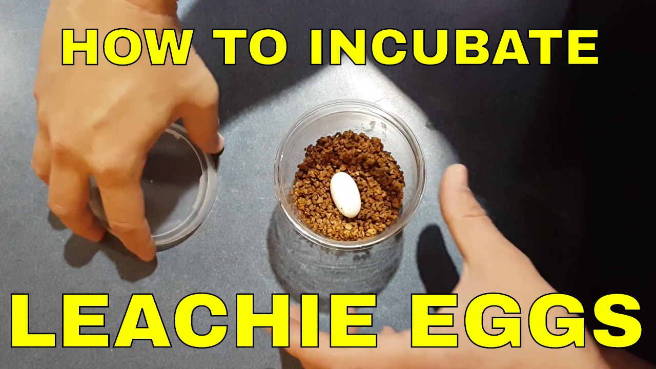 How to Incubate Leachianus Eggs