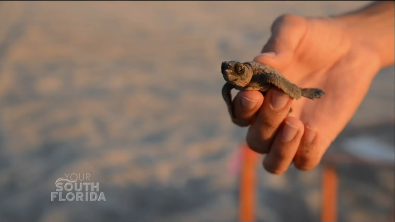 Saison de nidification des tortues marines | YSF