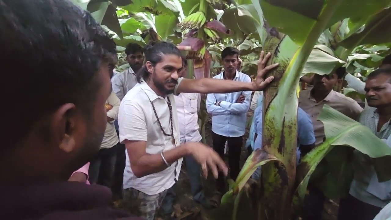 5186- Banana Fruit Care Field Practical केलाखेती फलप्रबंधन, किसान पाठशाला FARMER SCHOOL 9754838222