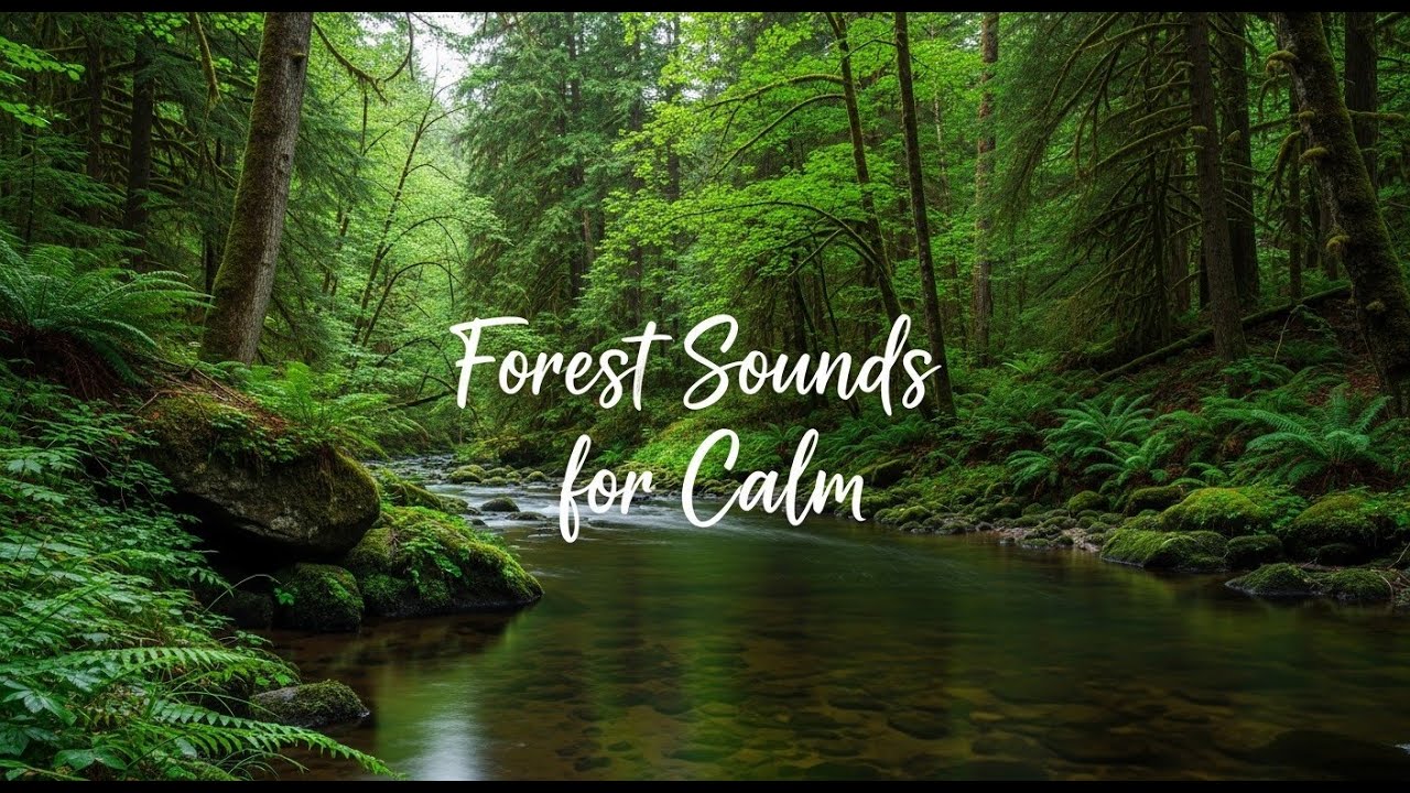 Mountain River Sounds 12 Hours Sleep Through the Night Audio