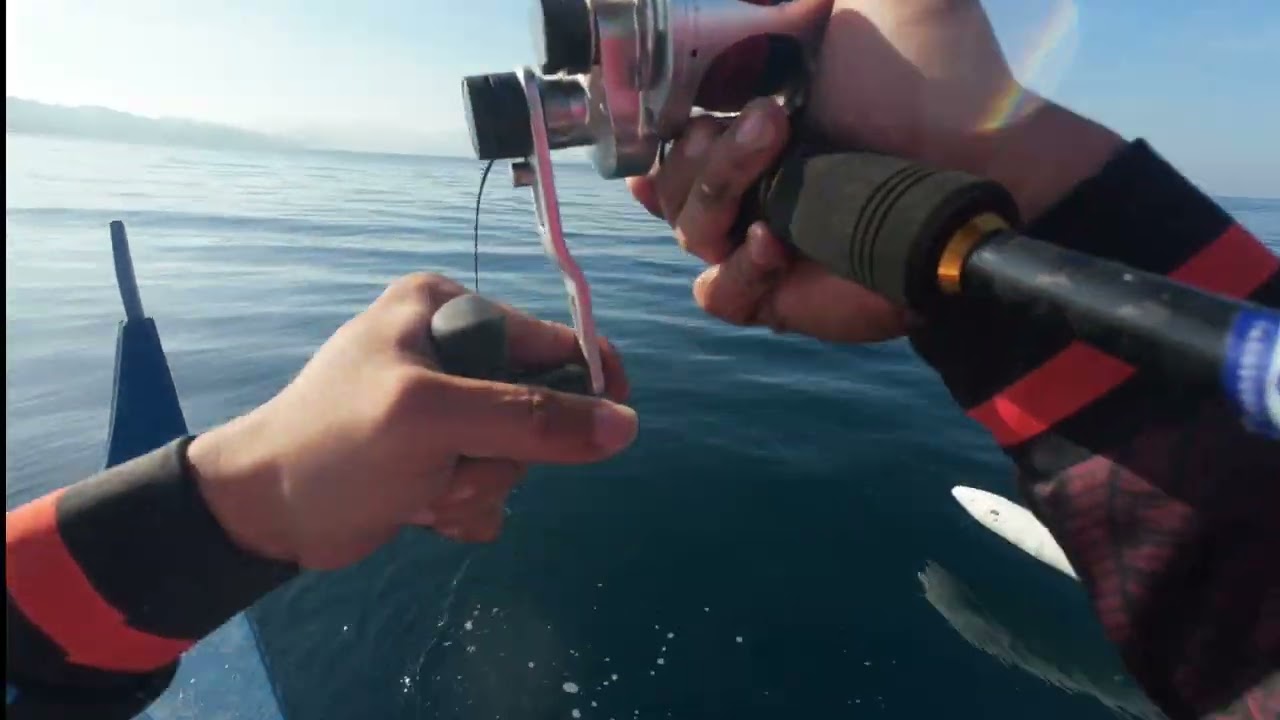 Intense fight of good size Silver Scabbard #fishing #viral