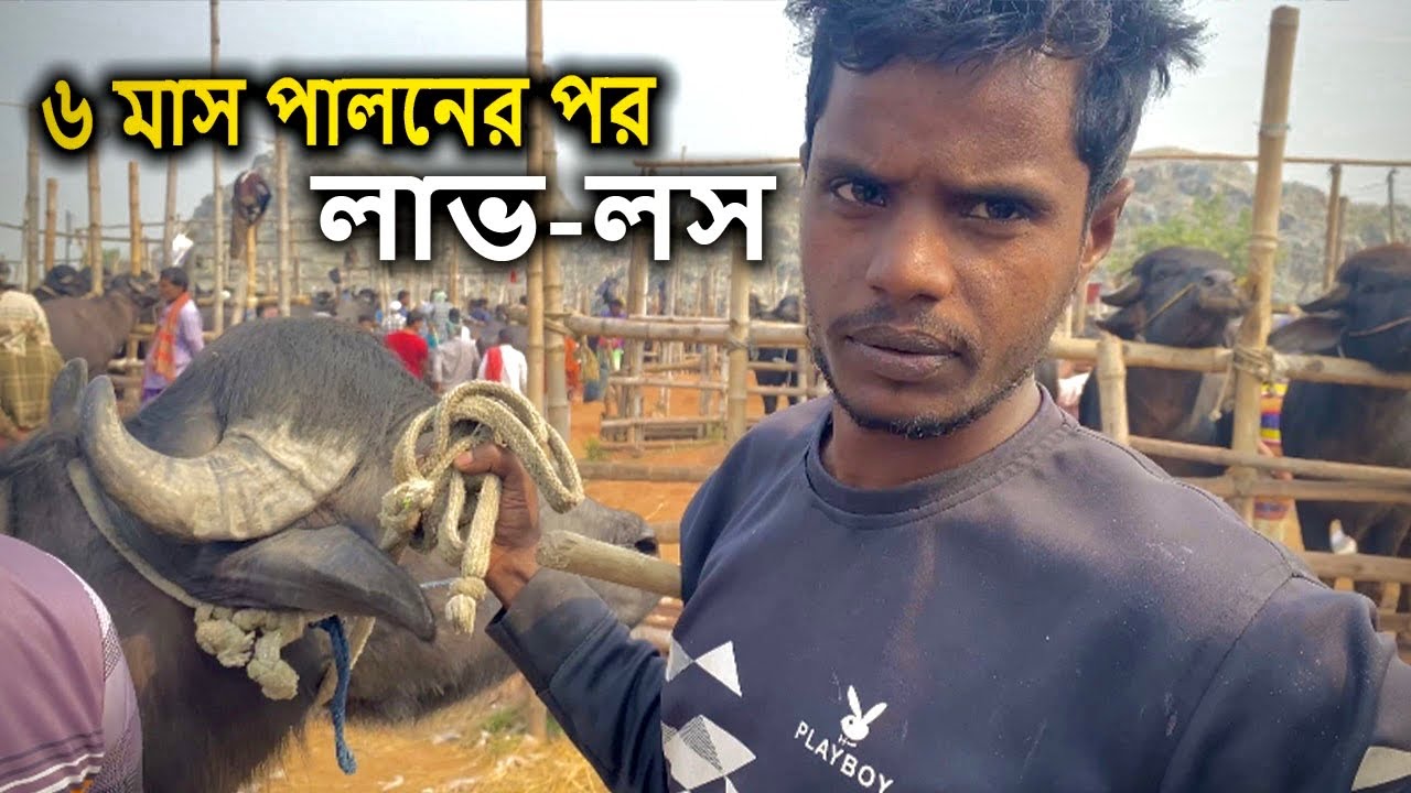 মহিষ পালনের অভিজ্ঞতা | মহিষ পালন | Mohis palon