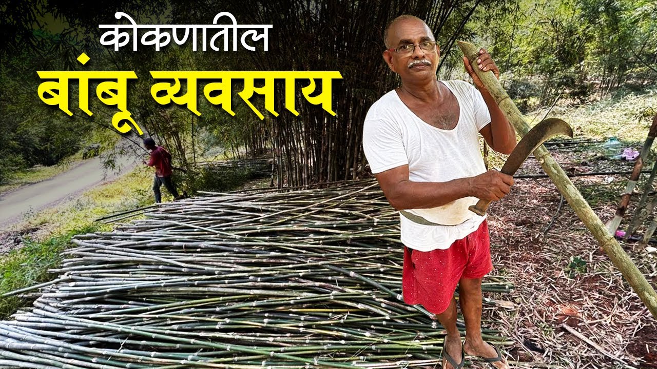 कोकणातील बांबू शेती आणि व्यवसाय | 