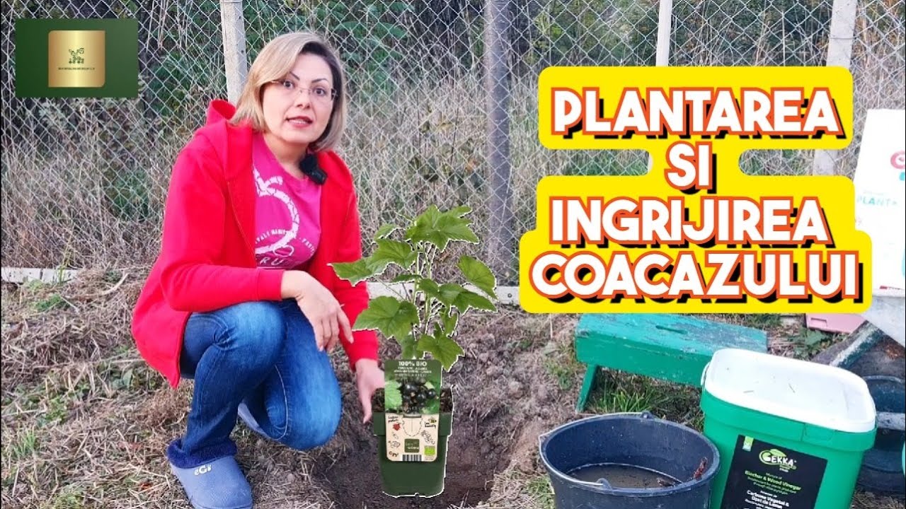 Coacăzul- plantare pas cu pas, îngrijire 🫐🫐🫐