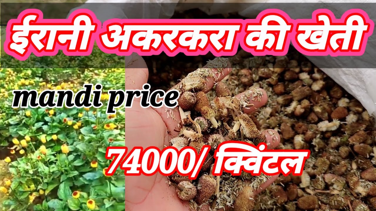 ईरानी अकरकरा की खेती | erani akarkara ferming | erani akarkara