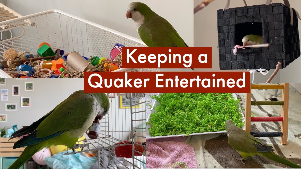 5 Ways To Keep A Quaker Parrot Busy And Independent