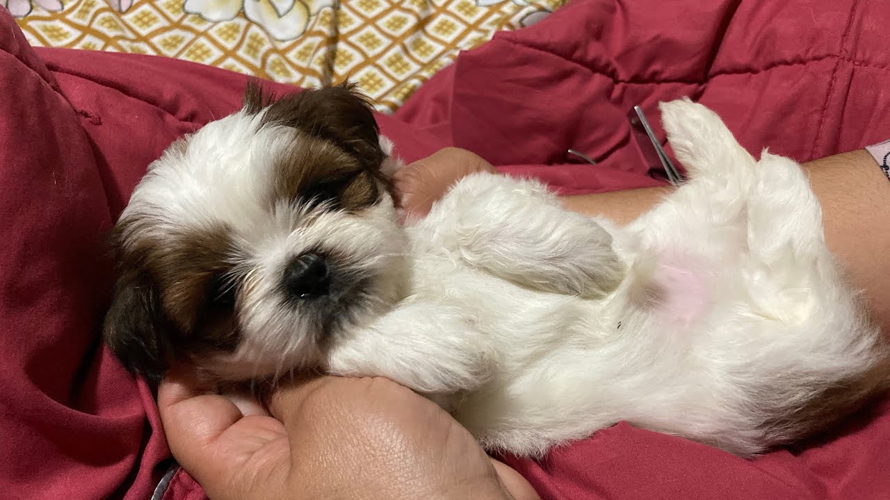 Cachorros Shih Tzu | Corte de Uñas | La Casita de los Shih Tzu