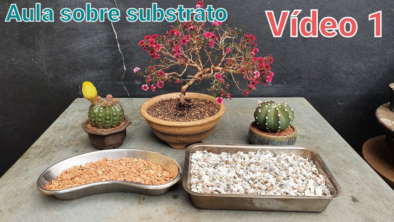 Substrato - Caqueira ou Pedrisco