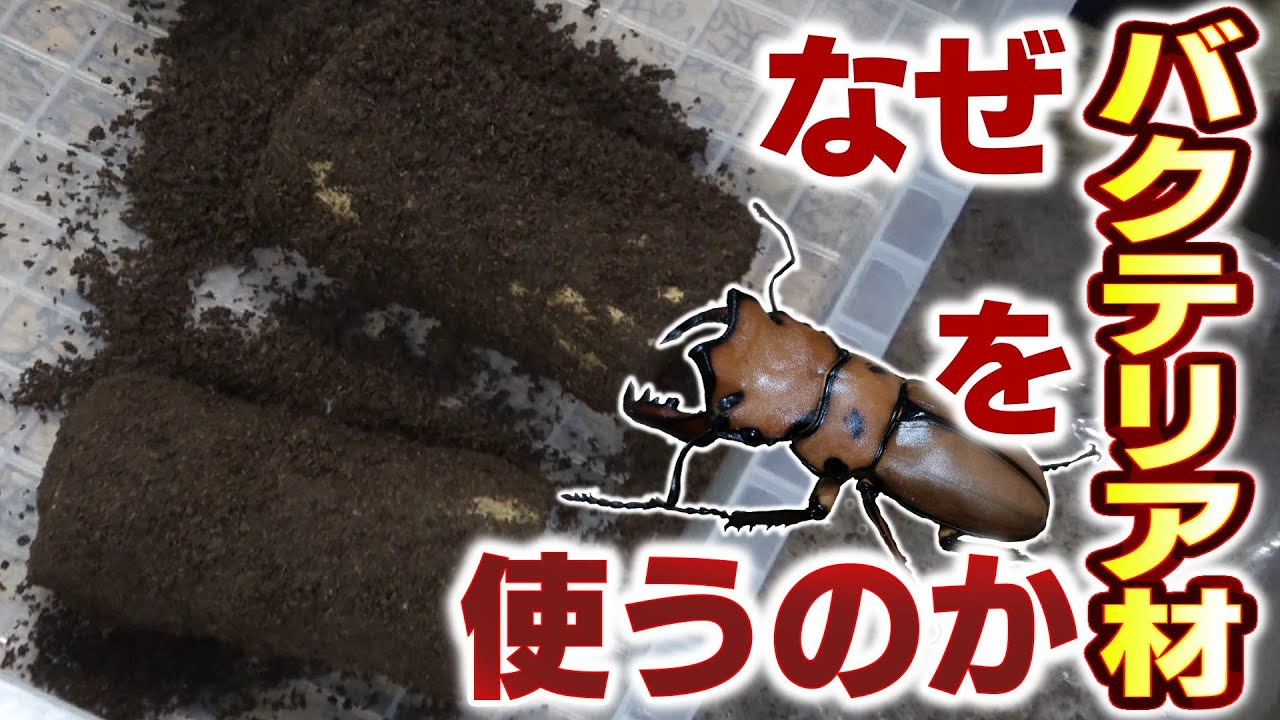 メンガタクワガタの産卵セット!!（バクテリア材が必要な種と作り方）