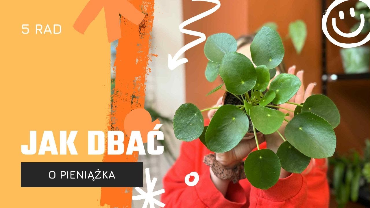 Pilea peperomioides | MONEY | how to care for the plant? ✨Tree of happiness