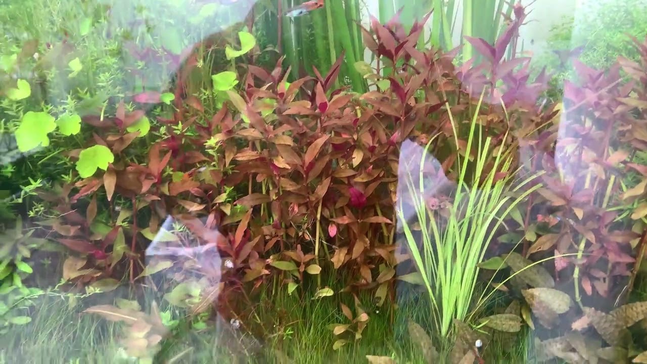 Acuario 900 litros al sol 2022 , video rapido