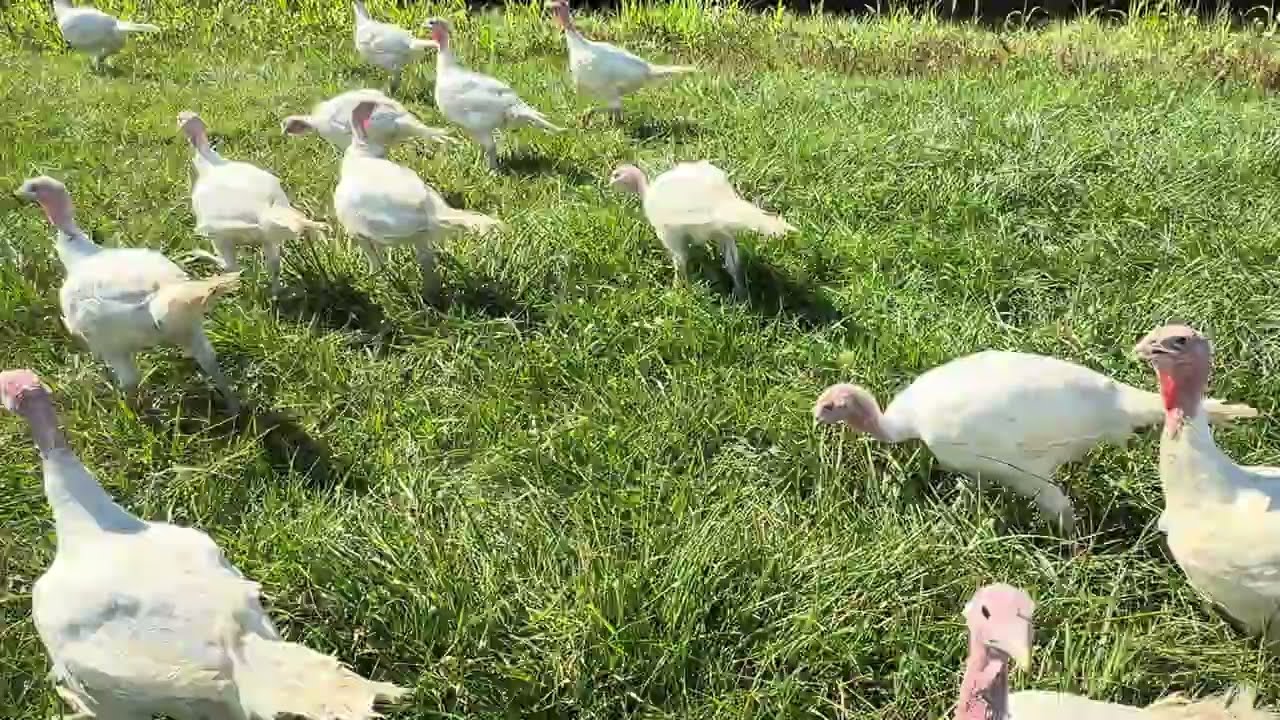 Thanksgiving Turkeys Fully Free-range