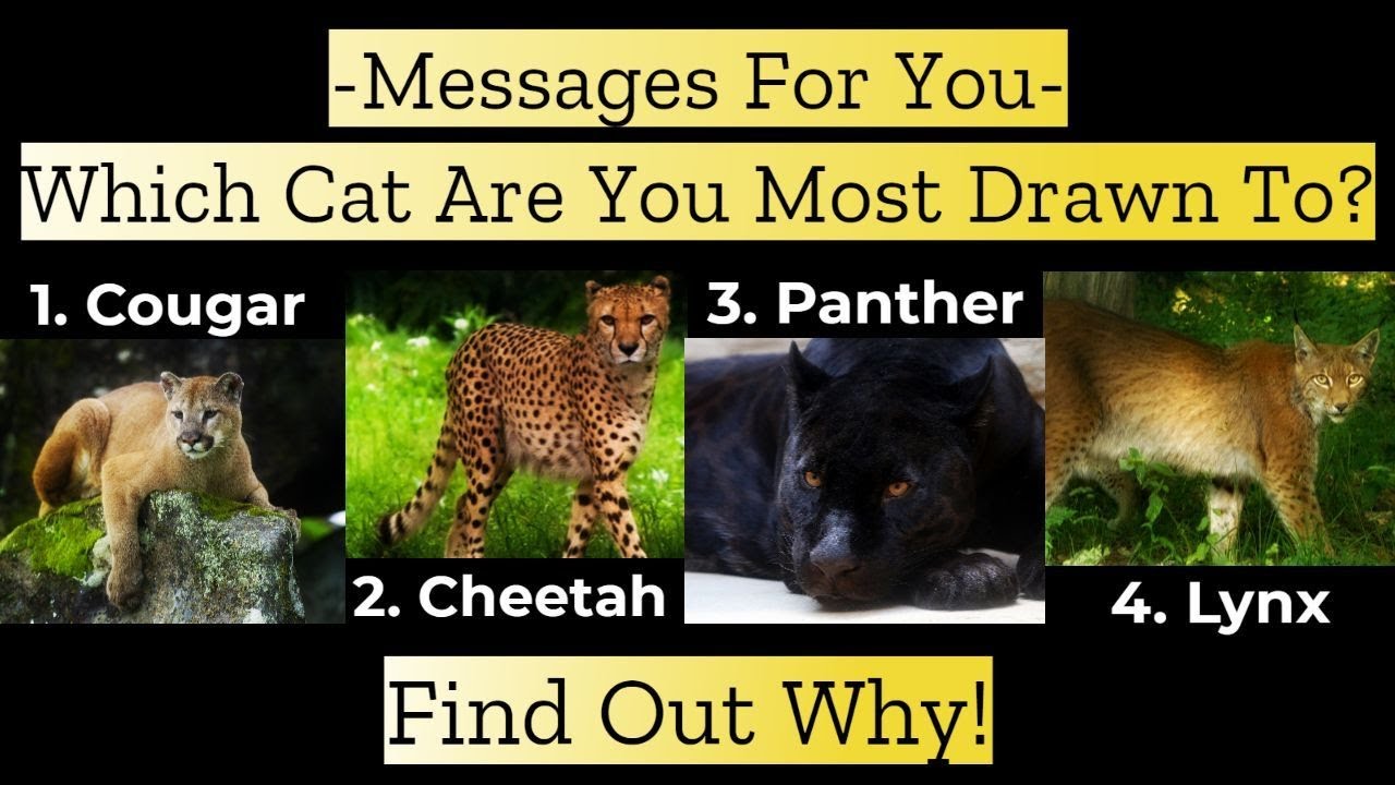 ✨Pick A Cat✨ Which Cat Are You Most Drawn To? ~ It Has A Special Message For You!