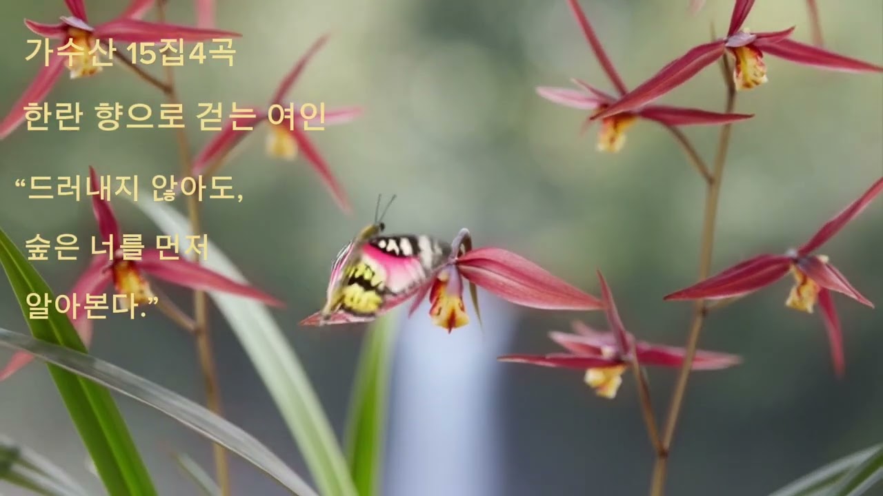 🌸가수산 15집 4곡 🎵한란 향으로 걷는 여인