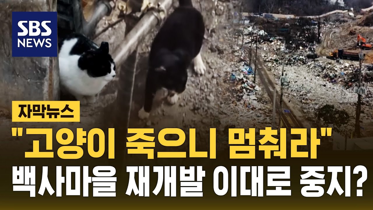 "고양이 죽으니 멈춰라"…백사마을 재개발 이대로 중지? (자막뉴스) / SBS