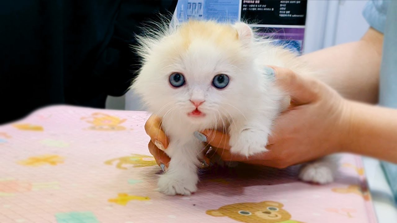Munchkin Kitten Goes to the Hospital #Going out for First time