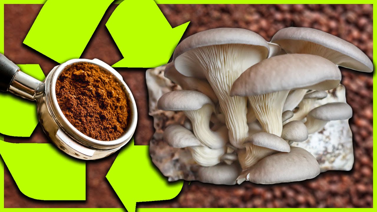 🍄 Faire POUSSER des CHAMPIGNONS sur du MARC DE CAFÉ [TUTO]
