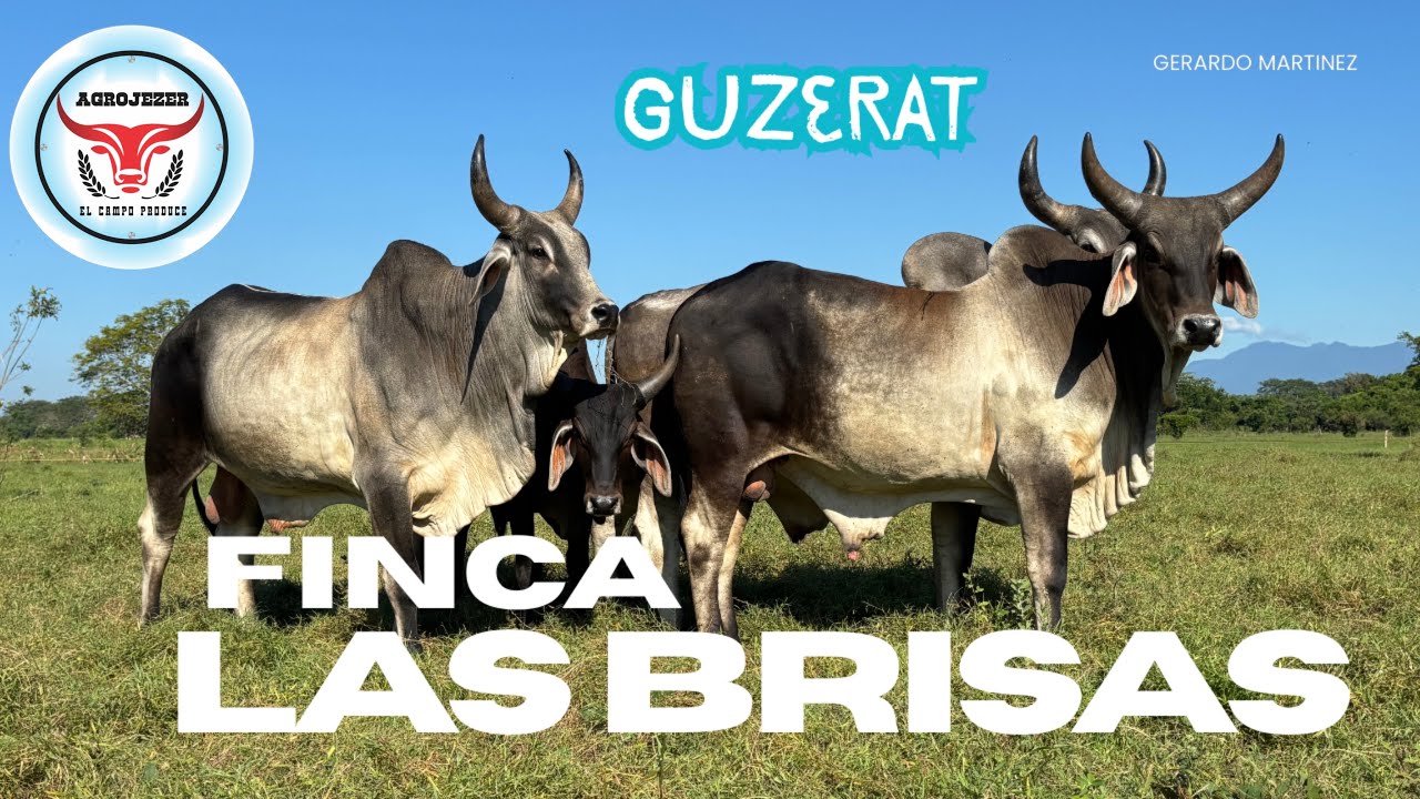 GUZERAT  Finca Las Brisas