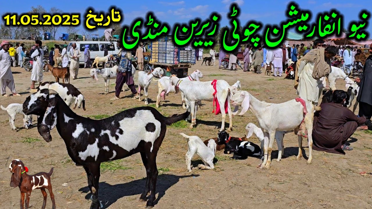 Fresh update Chotizaireen dumba, mundra and bakra mandi چوٹی زیرین منڈی مکمل ڈاؤن