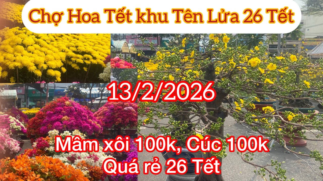 Gốc Mai bự khủng chợ Hoa Tết khu Tên Lửa Bình Tân 26 Tết #tet 