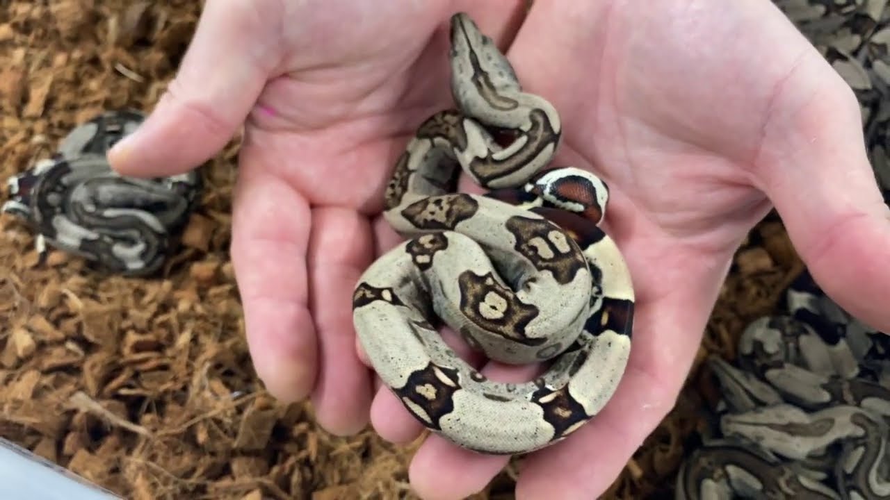 Une sélection de boas constricteurs du Surinam (Boa constrictor) de folie pour le BoiDay 2020 !
