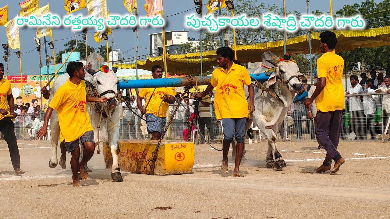 చిలకలూరిపేట గ్రామం న్యూ కేటగిరి విభాగం 18వ జత  💥PSK PSC BULLS💥రామనేని రత్తయ్య చౌదరి గారు