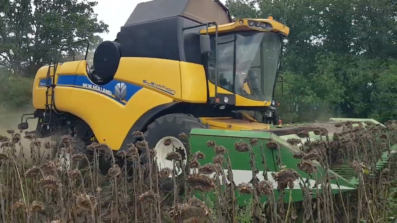 Збір соняшника 01 вересня 2022
