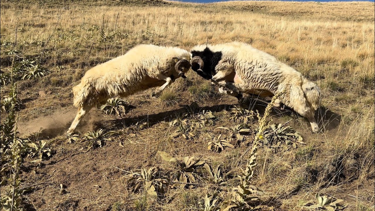 KOÇLARIN  UZUN MÜCADELESİ VE MoR KOÇLAR TESLİM EDİLDİ