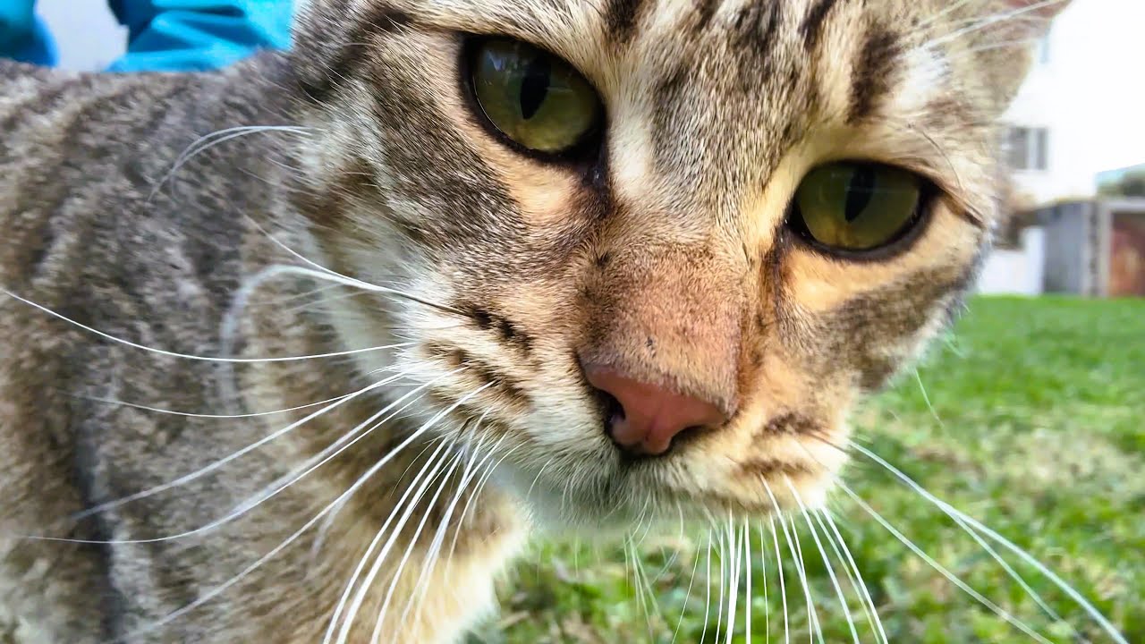 This Playful Cat Wanted Attention — Even With a Dog Nearby