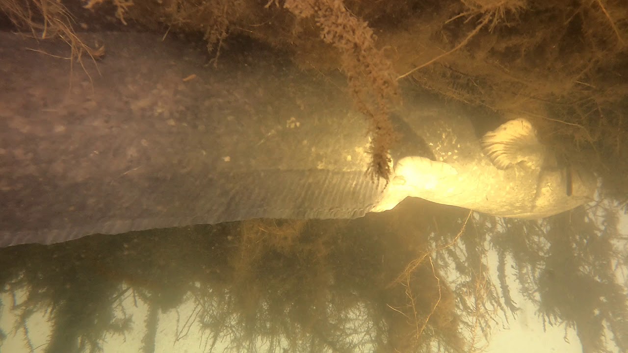 Tauchen im Riesenstein Meißen am 17.01.2021
