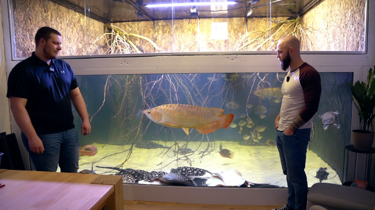 Umzug In's 15.000L Holzaquarium | Ein Arowana Zieht Aus | XXL DIY Plywood Monsterfish Tank