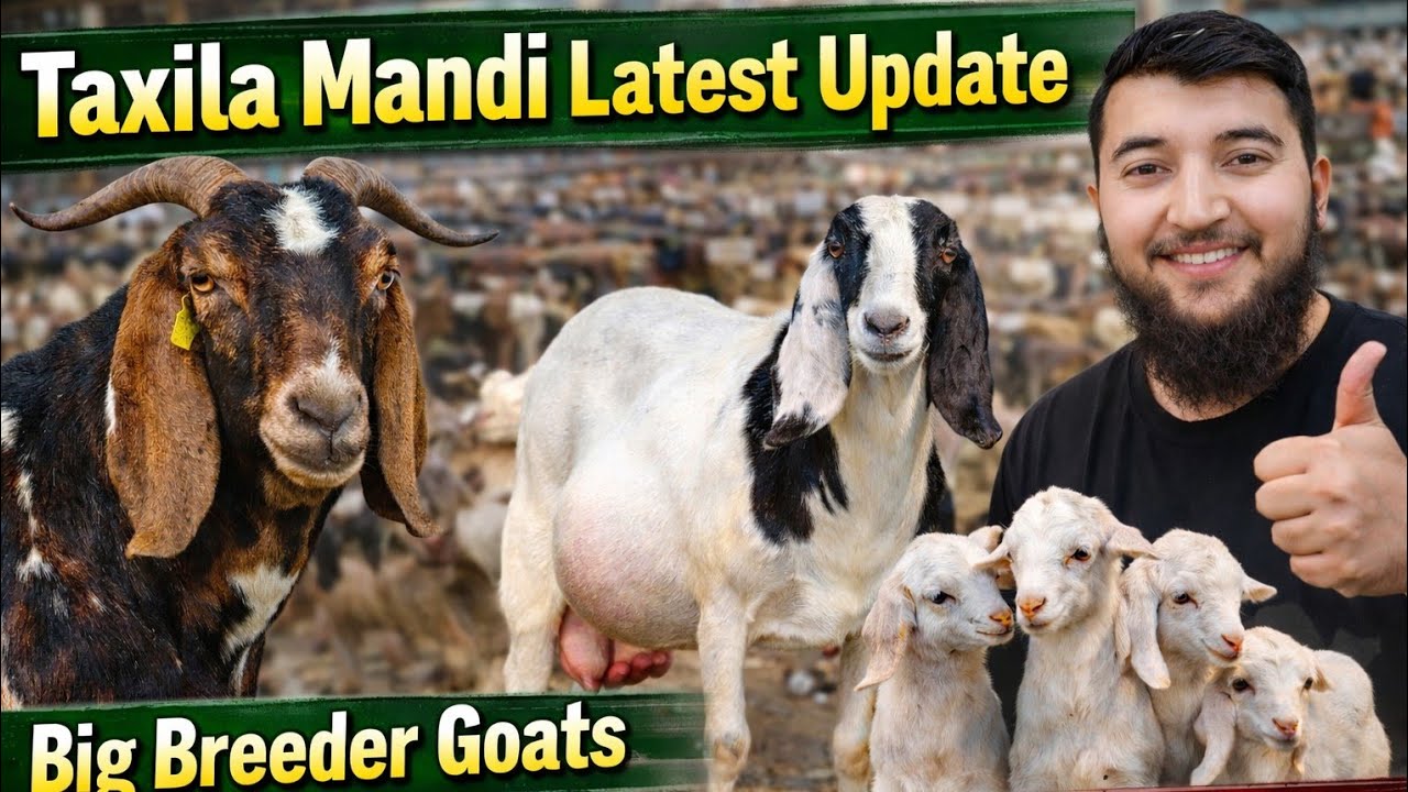Best Titles:Taxila Mandi Latest Update |Big Breeder & Milking Goats | UsamaZamirVlogs January9, 2026