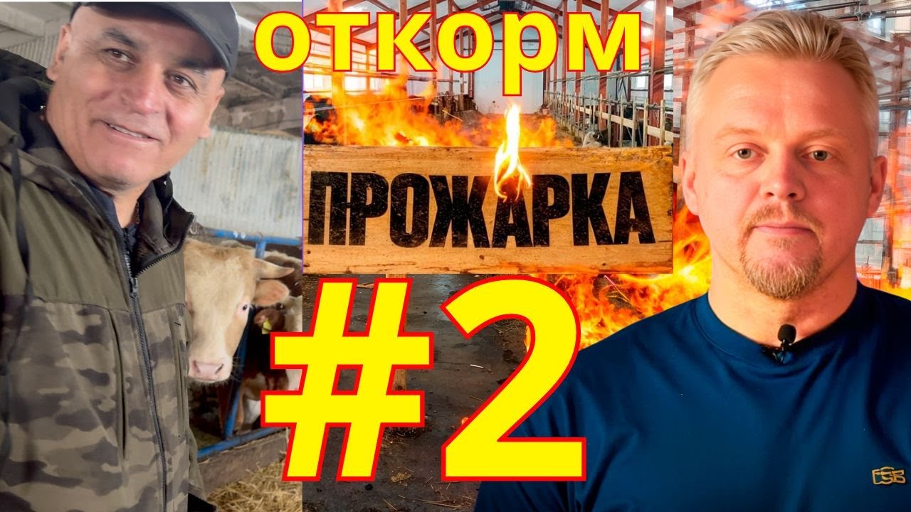 Откорм бычков на привязи в рамках рубрики 