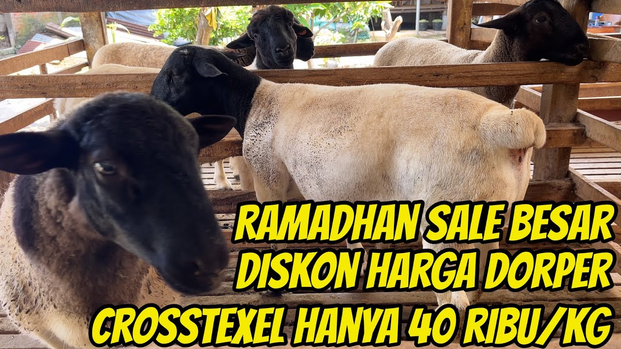 RAMADHAN FLASH SALE DOMBA DORPER DISKON BESAR, TEXEL MULAI 40 RIBU PERKILO DI KURAWA FARM KEDIRI