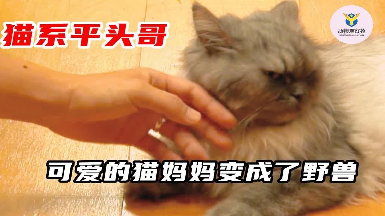 可爱的猫妈妈变成了野兽，凶残的猫系平头哥，女主人身上都是伤！