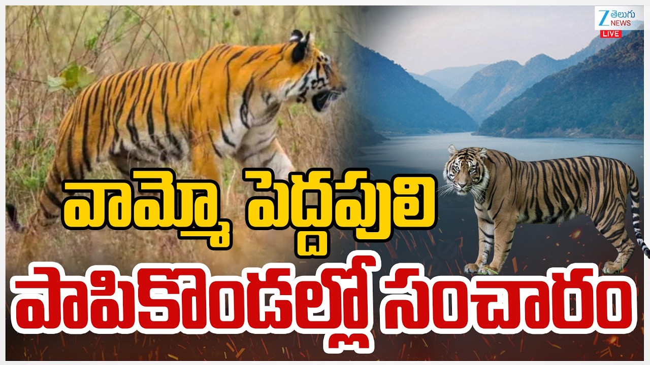 LIVE:  Tiger Spotted At Papikonda Hills | Polavaram | వామ్మో పెద్దపులిపాపికొండల్లో సంచారం | ZEE News